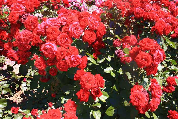 Популярная роза флорибунда - никколо паганини: посадка и уход, размножение и отзывы