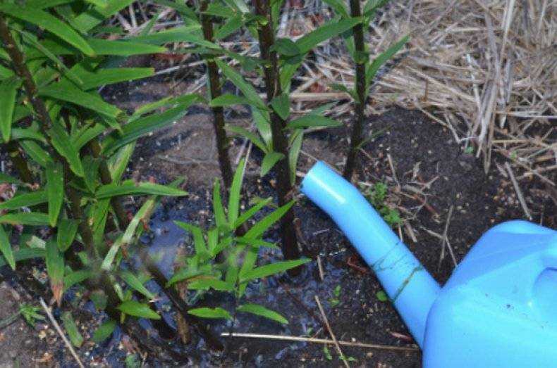 Как посадить чубушник (садовый жасмин) в открытый грунт весной: правила выращивания и ухода