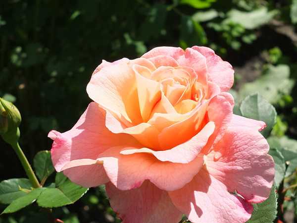 Чайно-гибридная роза augusta luise (августина луиза): фото и описание, отзывы