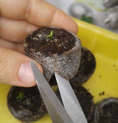 Эустома (лизиантус): выращивание из семян в домашних условиях. посев и пересадка в открытый грунт.