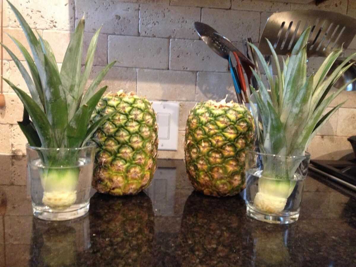 Как в домашних условиях посадить ананас из верхушки