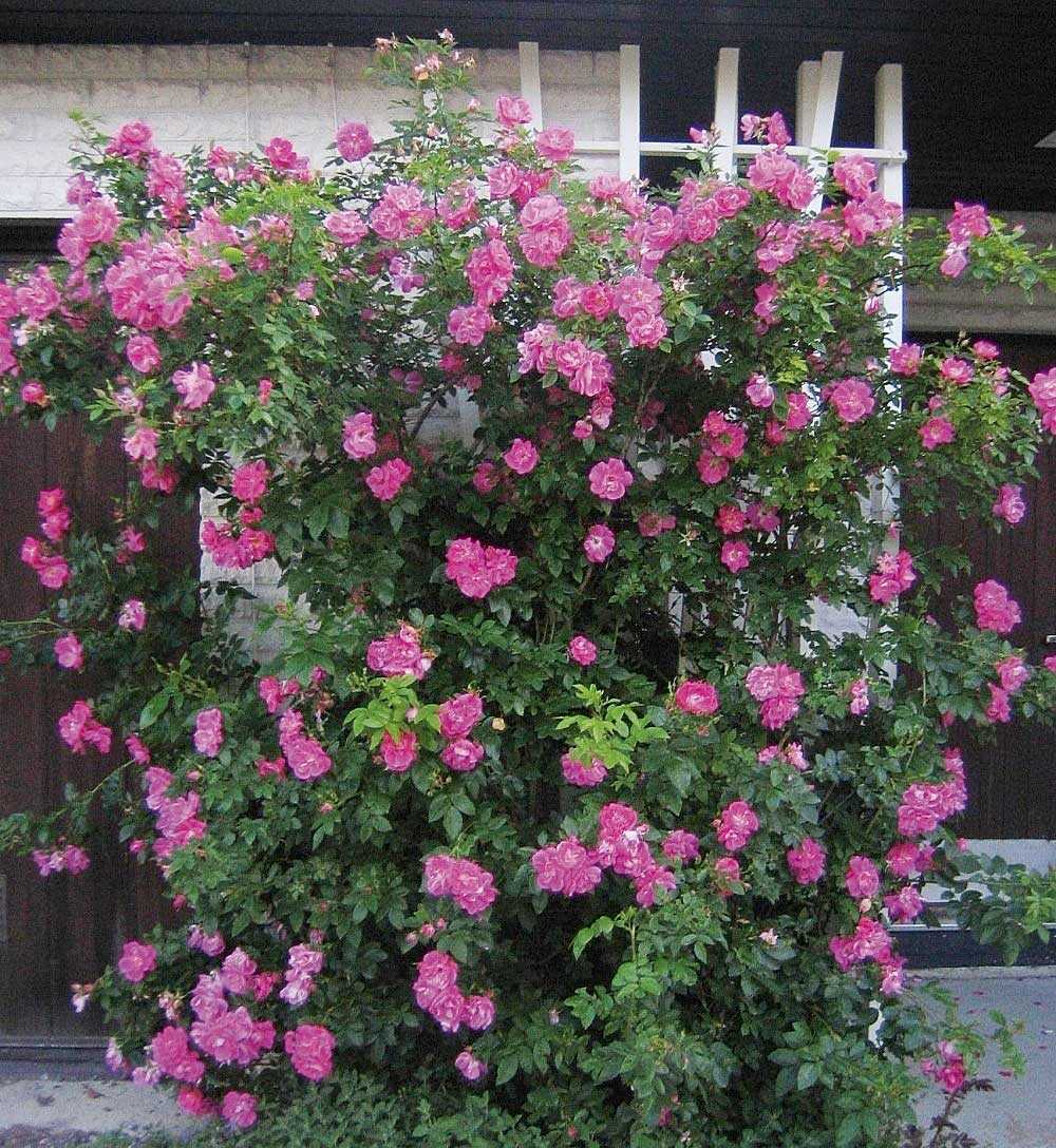 Канадские розы: лучшие сорта по отзывам