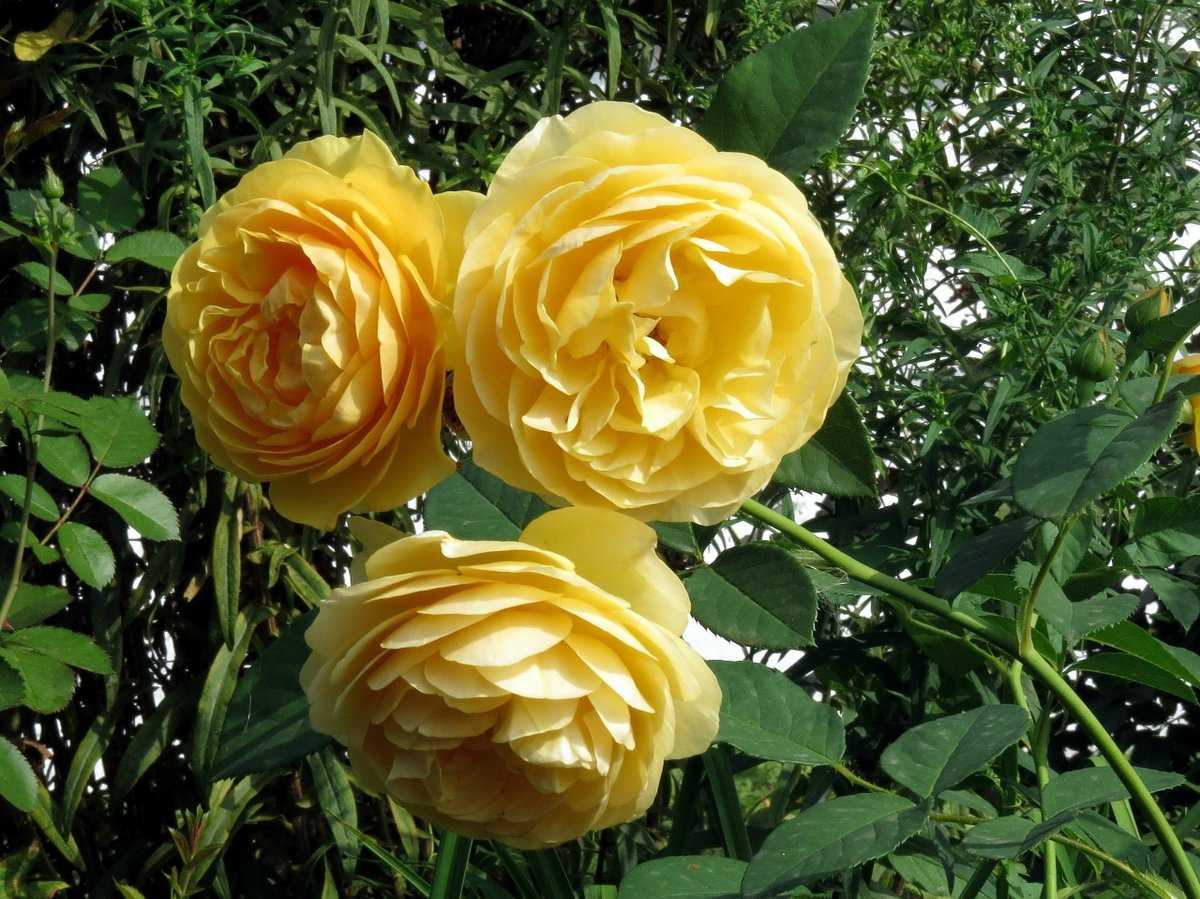 Описание английской розы грэхам томас: особенности сорта, посадка куста и уход