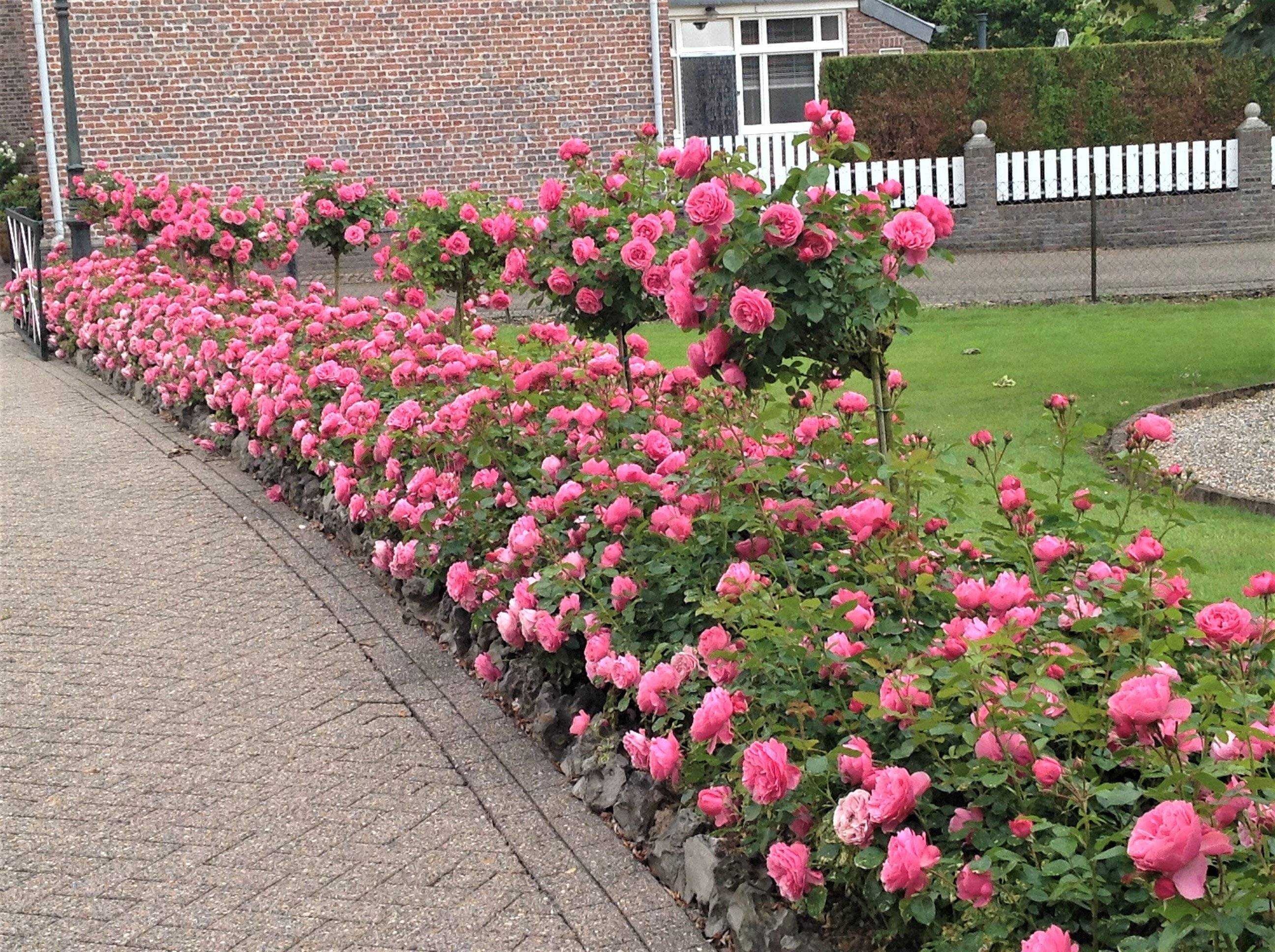 Бордюрные розы — что это такая за группа, особенности и преимущества Популярные сорта бордюрных роз использующиеся в ландшафтном дизайне для посадки в открытом грунте Как выращивать эту разновидность роз, особенности ухода