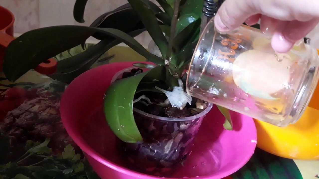 Чесночная вода для орхидей: зачем и как подкармливать чесночной водой, рецепт раствора, польза