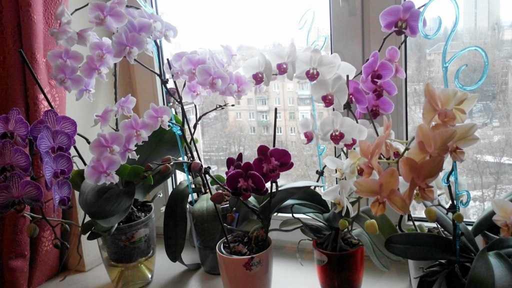 Можно ли дома держать орхидею: почему нельзя выращивать цветок в квартире - народные приметы, влияние на человека, чем растение может быть опасно для здоровья?