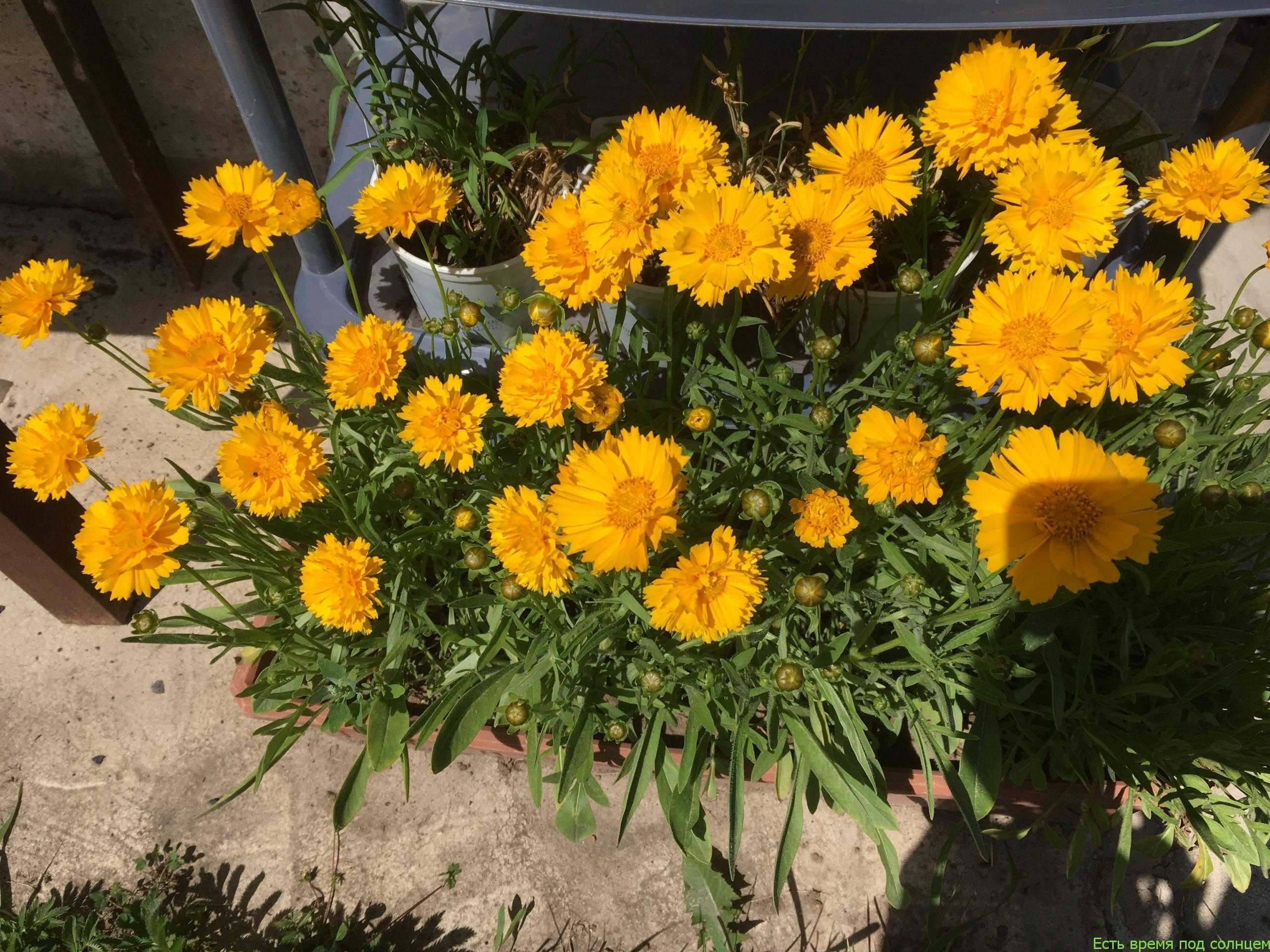 Многолетний цветок кореопсис – посадка, уход, описание сортов с фото