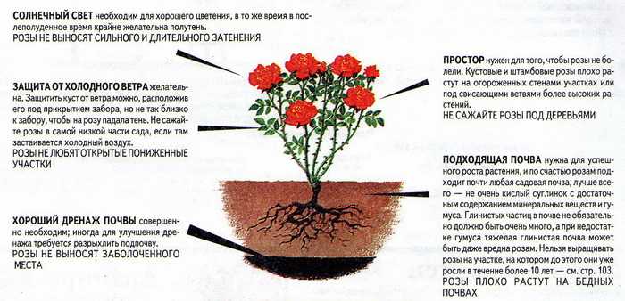 Чайно-гибридные розы: фото, описание сорта, посадка, выращивание, полив, уход