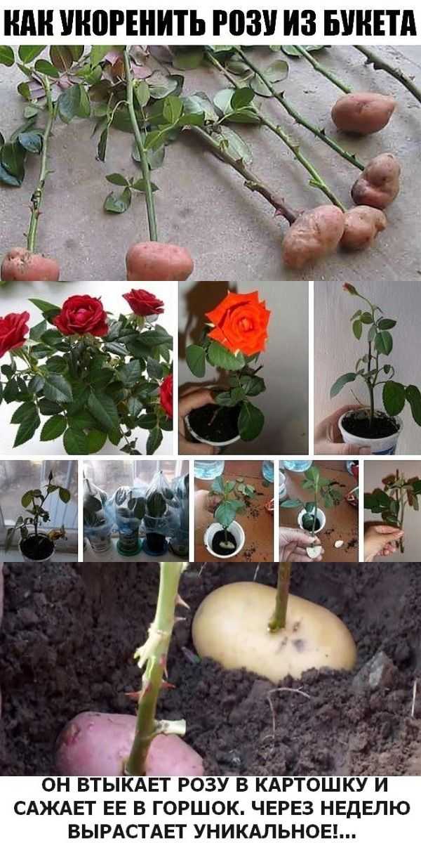 Как вырастить розу из черенка в домашних условиях: как размножать из срезанной, правильно посадить в горшок, развести, укоренение и уход за комнатным цветком, фото selo.guru — интернет портал о сельском хозяйстве