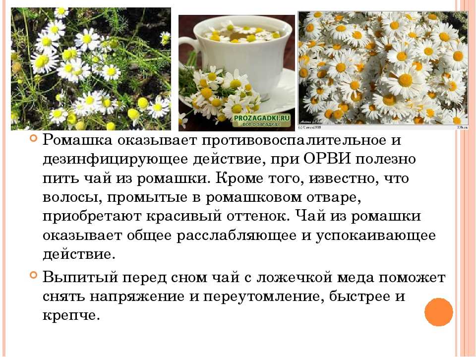 Пиретрум: фото цветов, посадка и уход в открытом грунте