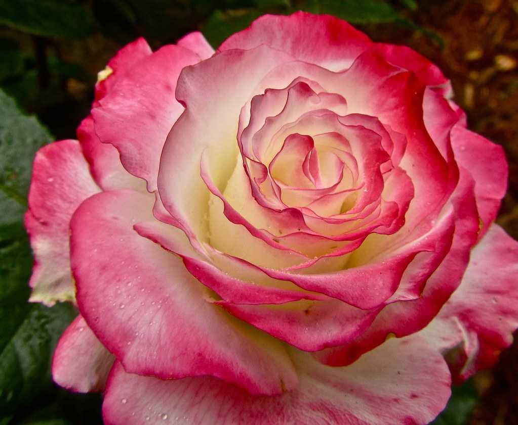 ✅ розы грандифлора сорта фото описание - питомник46.рф