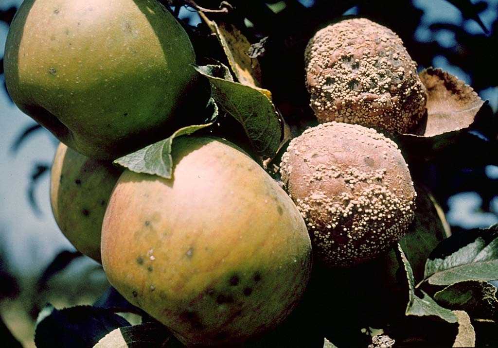 Что делать, если плоды на яблонях и грушах гниют прямо на ветках? меры борьбы с плодовой гнилью