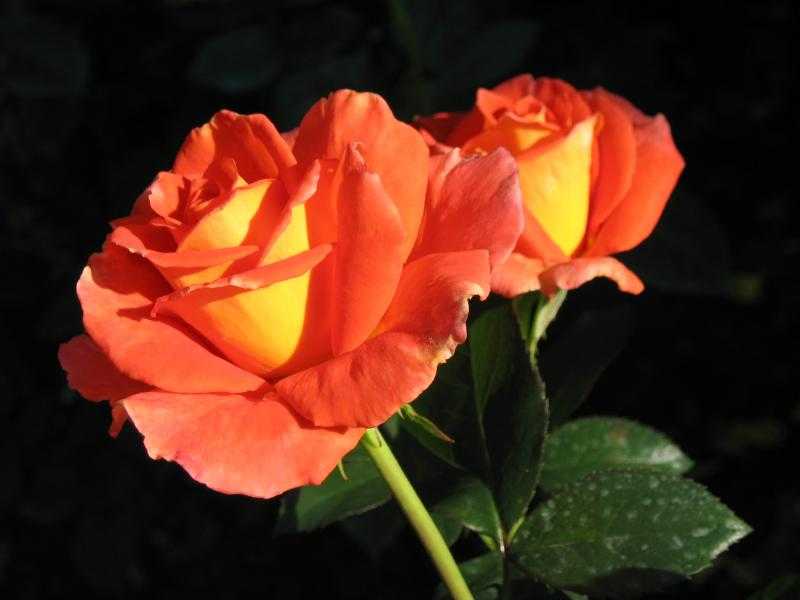 Роза моника: фото, описание, условия выращивания (+фото)
