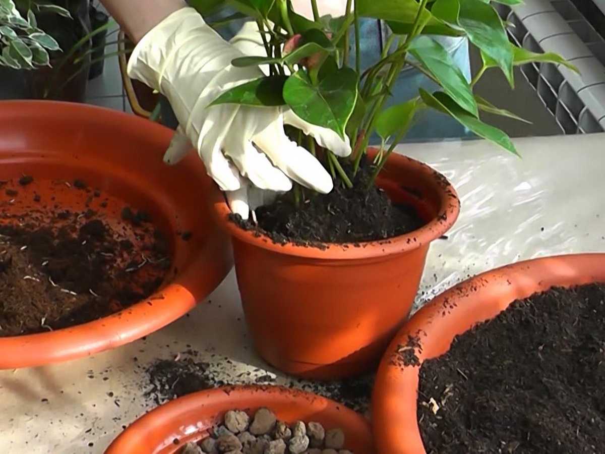Уход за ароидными растениями в домашних условиях - все нюансы