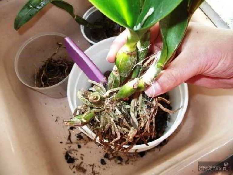 Как размножить орхидею через цветонос в домашних условиях: плюсы и минусы, а также основные правила этого метода разведения, пошаговая инструкция по процедуре русский фермер