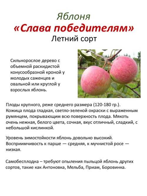 Яблоня мельба: особенности сорта и ухода