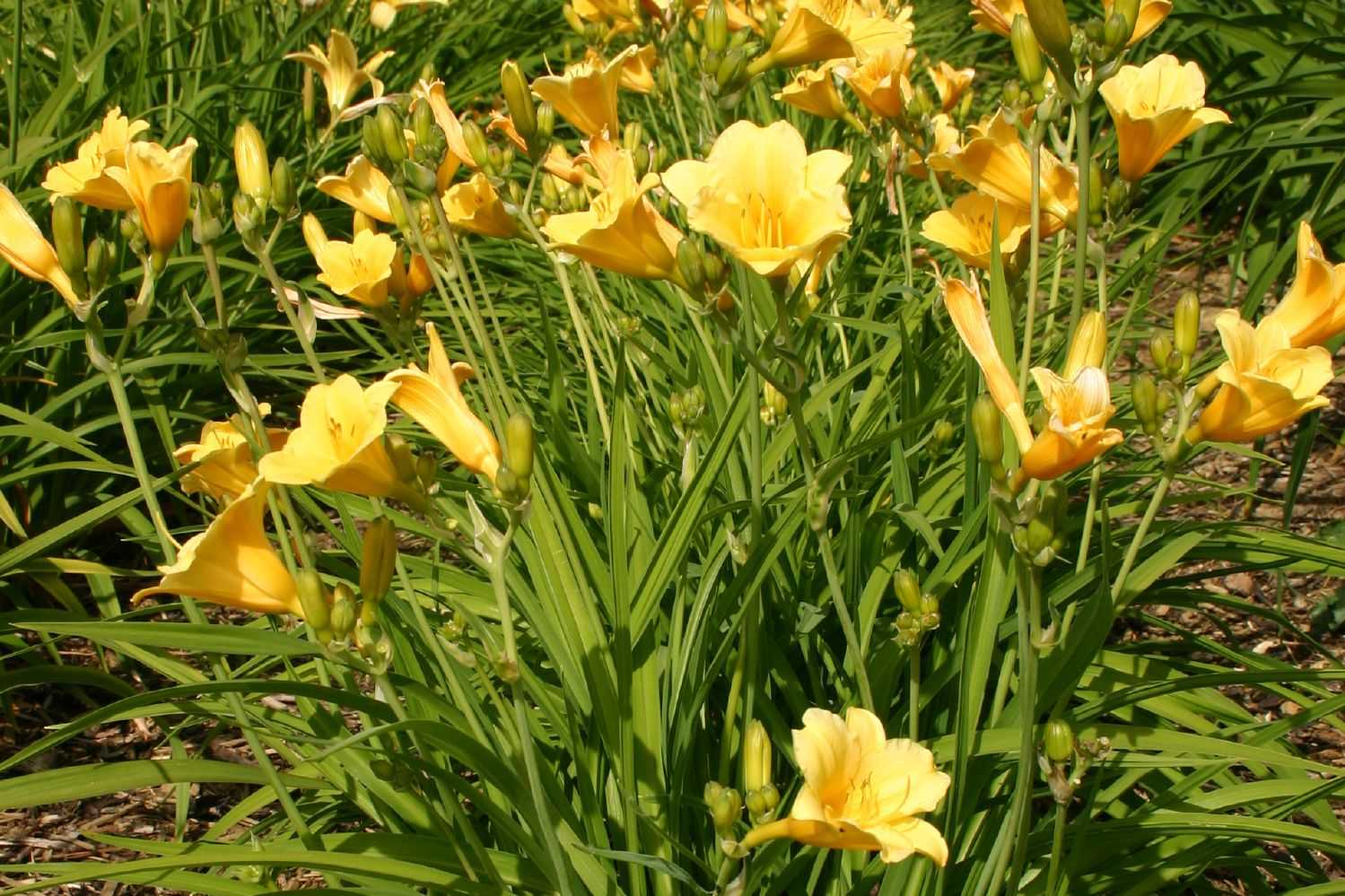 Лилейник: выращивание в саду, виды и сорта
