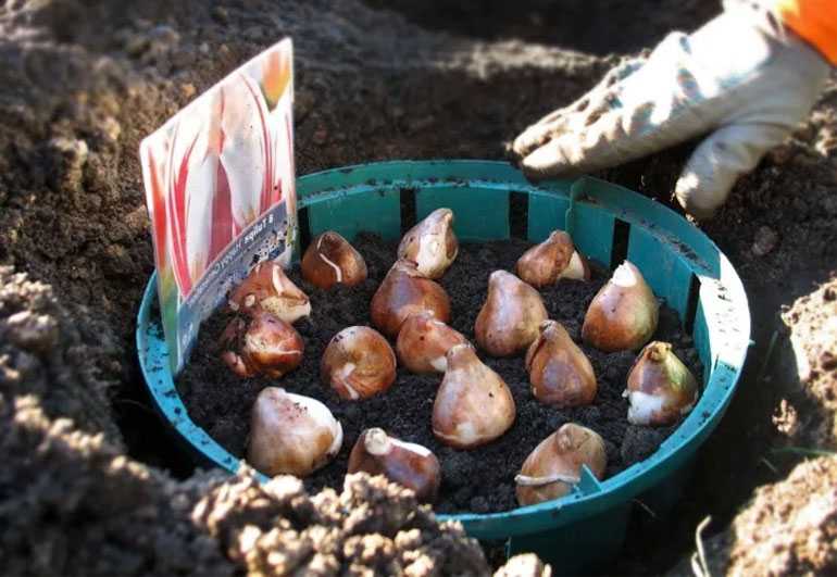 Как правильно сажать семена тюльпанов | cельхозпортал