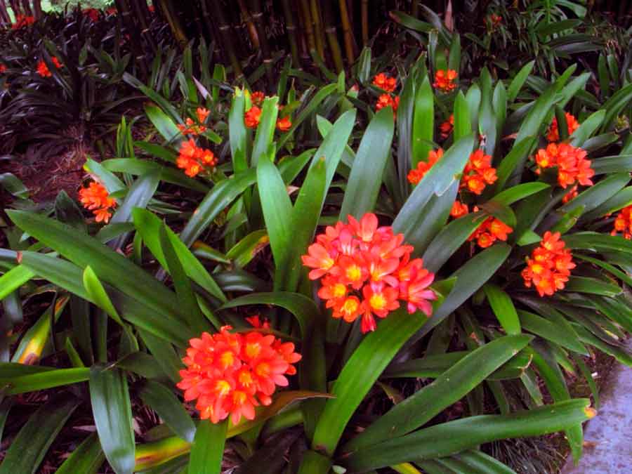 Комнатный цветок кливия: уход в домашних условиях, фото, размножение и цветение