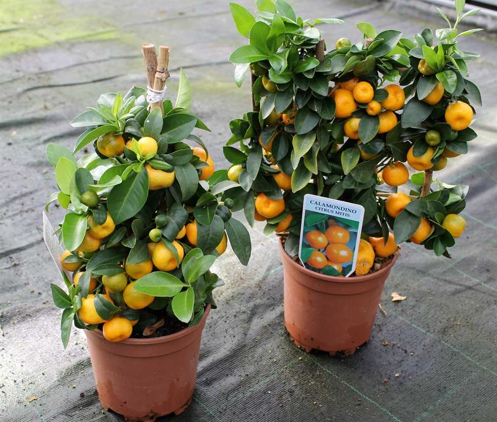 Как можно вырастить апельсиновое дерево в домашних условиях, посадка и уход