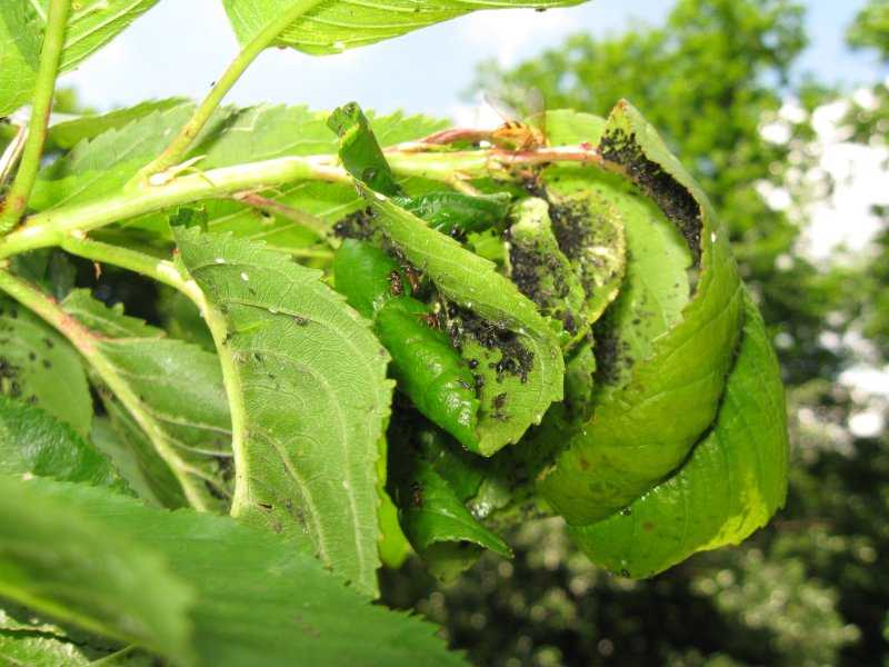Причины засыхания кончиков листьев у домашних растений и как это исправить