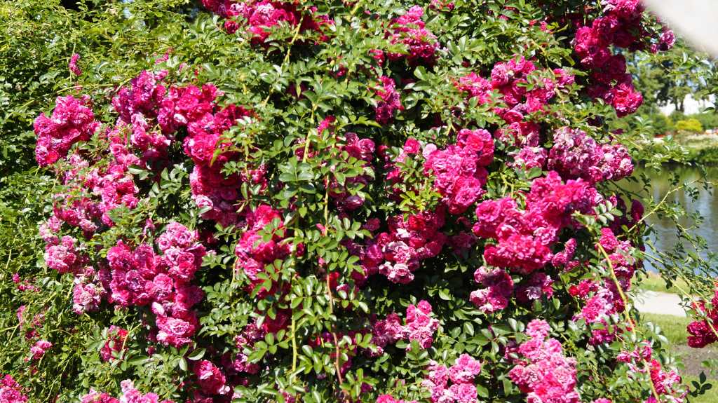 Роза супер эксцельза (super excelsa): описание сорта и фото, отзывы, условия выращивания