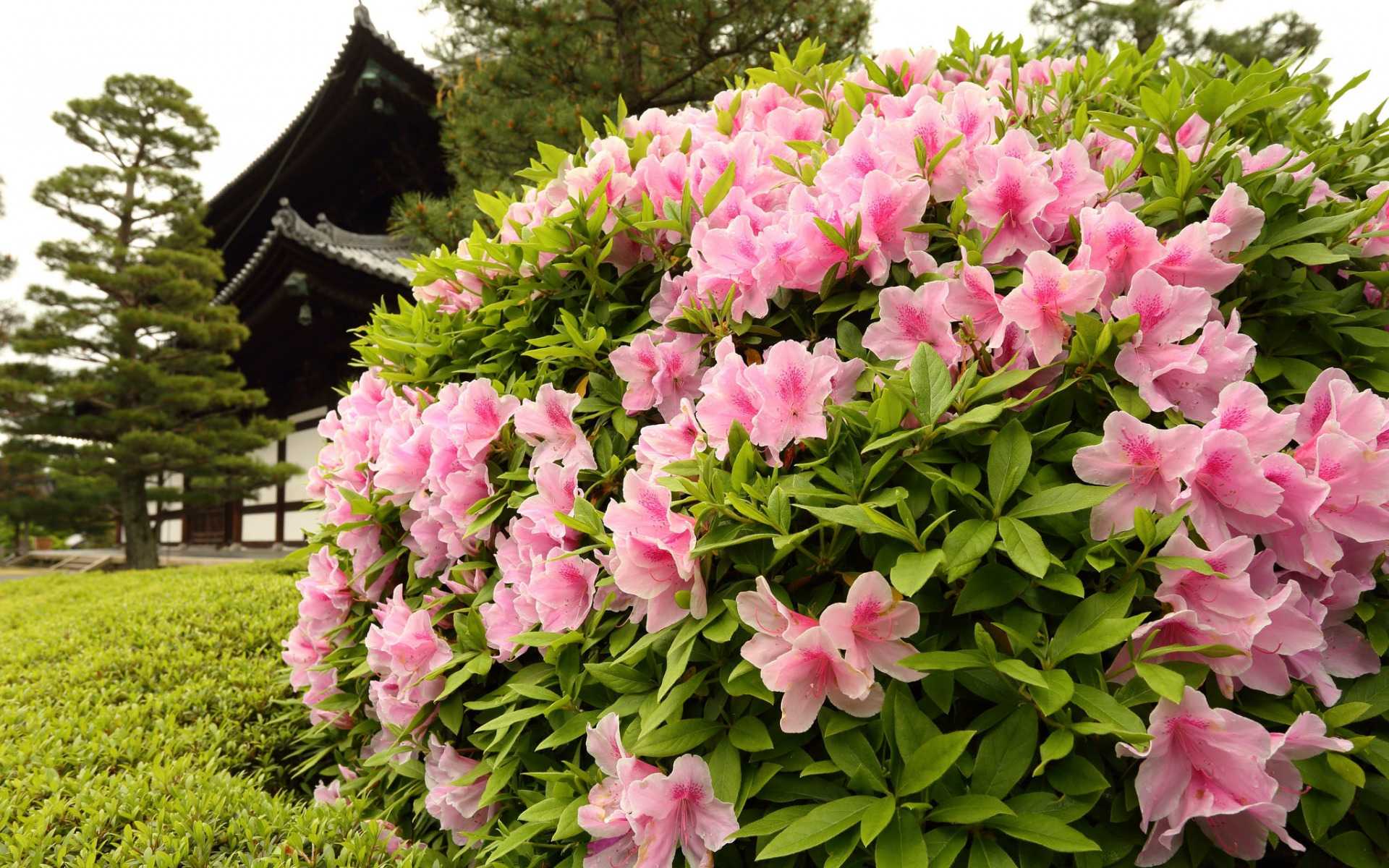 Азалия японская садовая: посадка и уход, фото, размножение сорта, выращивание в открытом грунте и сочетание в ландшафтном дизайне