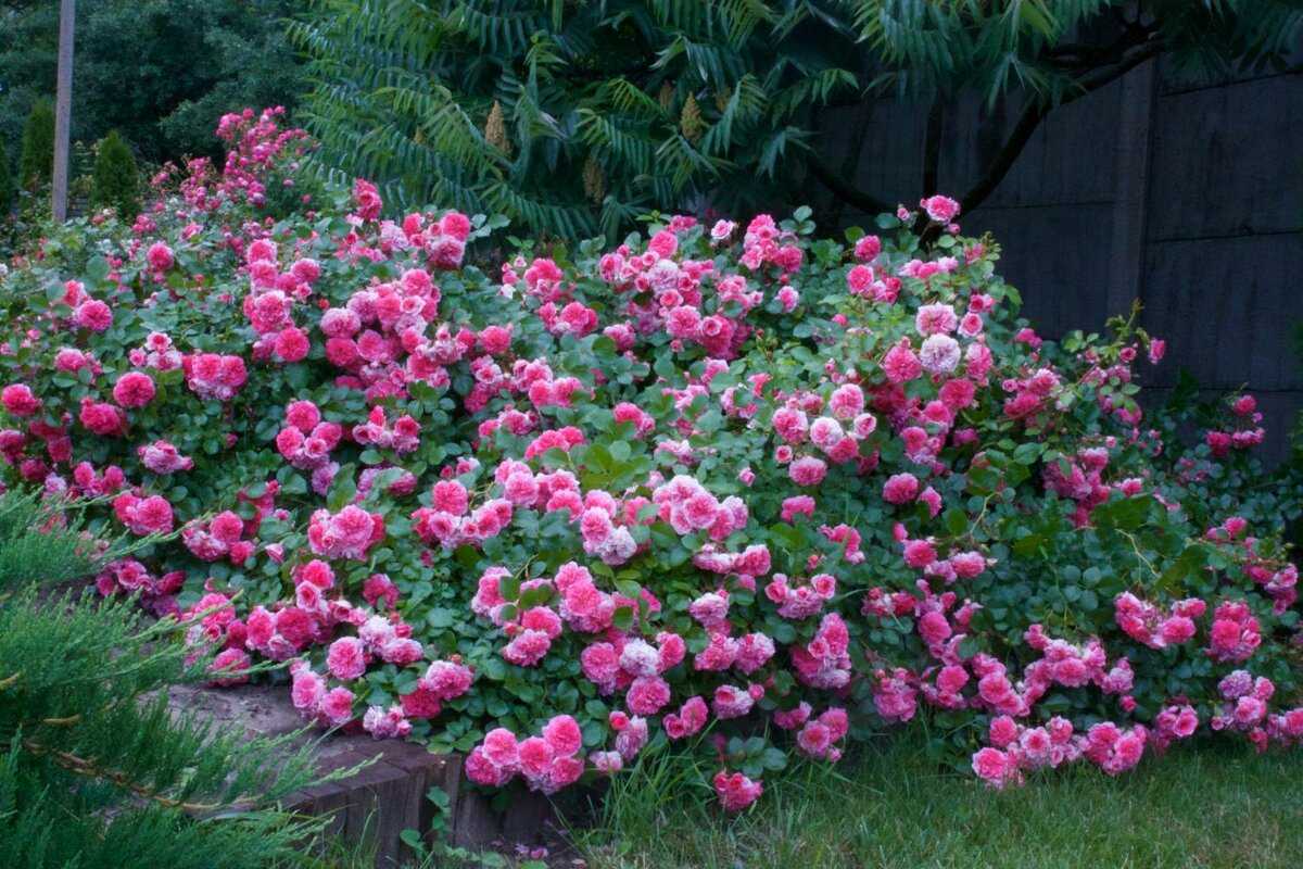 Морщинистая роза: правила выращивания и ухода