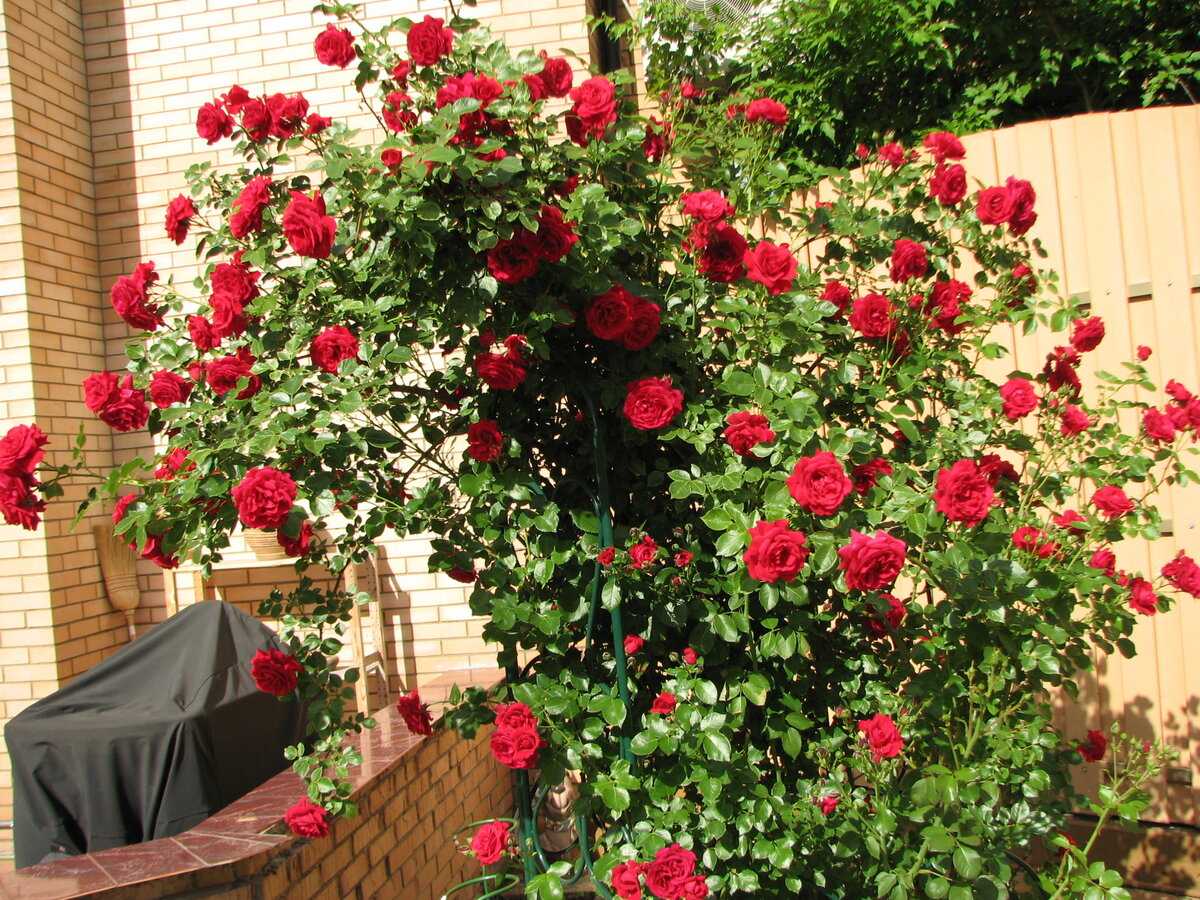 Лучшие сорта роз для подмосковья с фото: плетистые, парковые, розы остина, канадские
