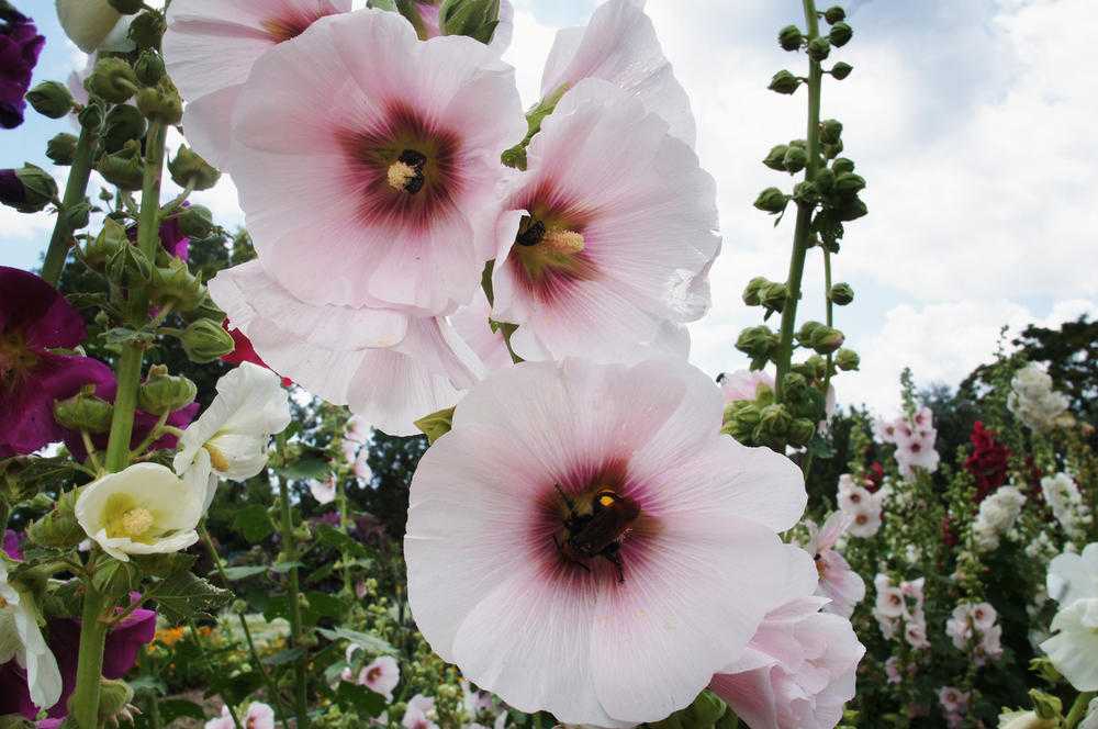 Мальва: разновидности цветка с фото, особенности ухода и выращивания, размножение и посадка в открытый грунт