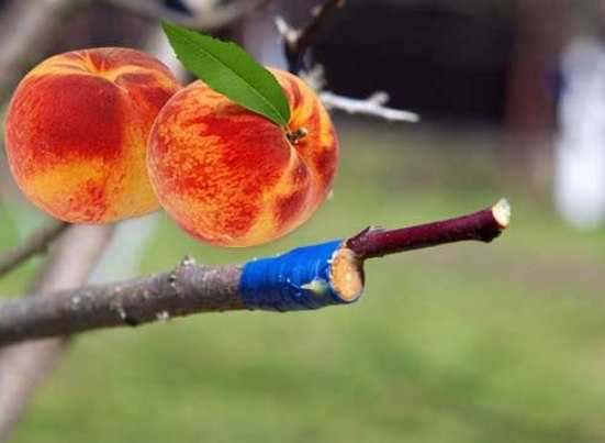 Прививка персика весной: на что прививают, как привить персик, инструкция для начинающих