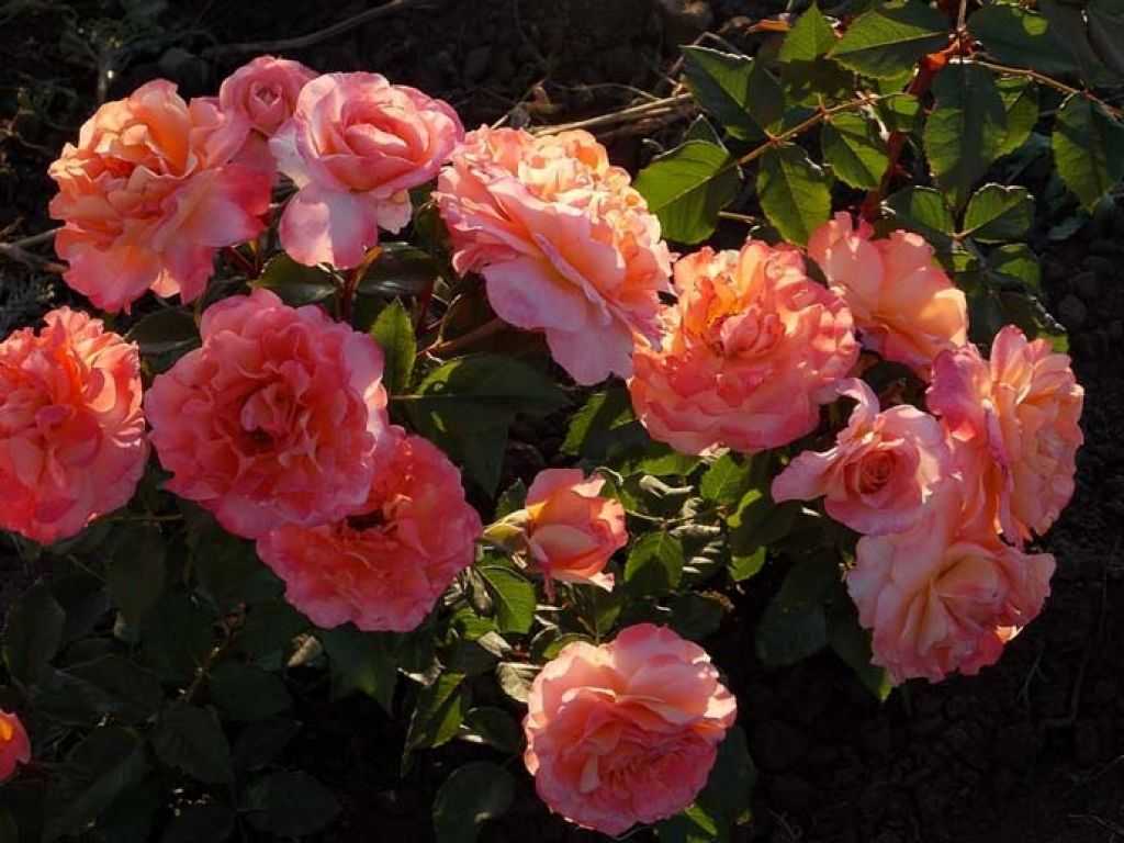 Роза августа луиза — тайные письма гетте