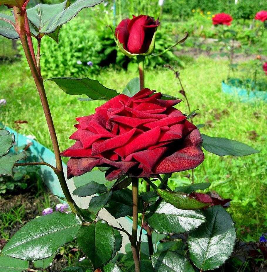 О розе софи лорен: описание и характеристики, выращивание чайно гибридной розы