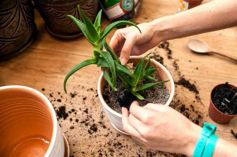 Посадка отростка алоэ без корней: правильная подготовка ростка и его проращивание