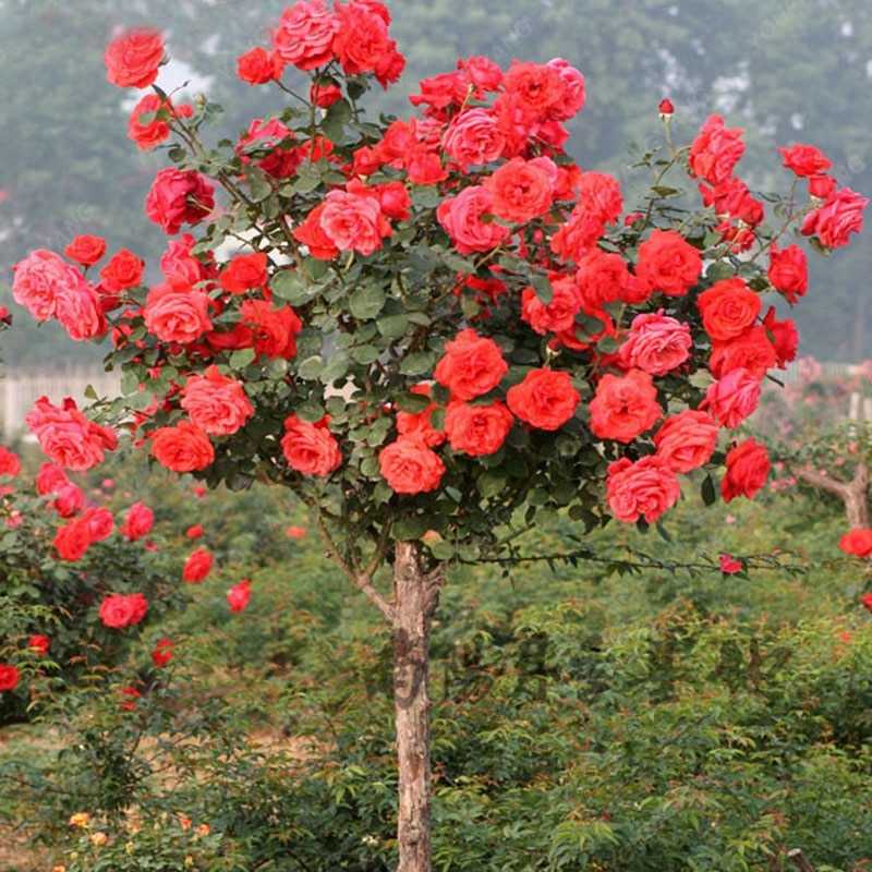 Описание древовидной розы: как называется цветок, который растет как дерево
