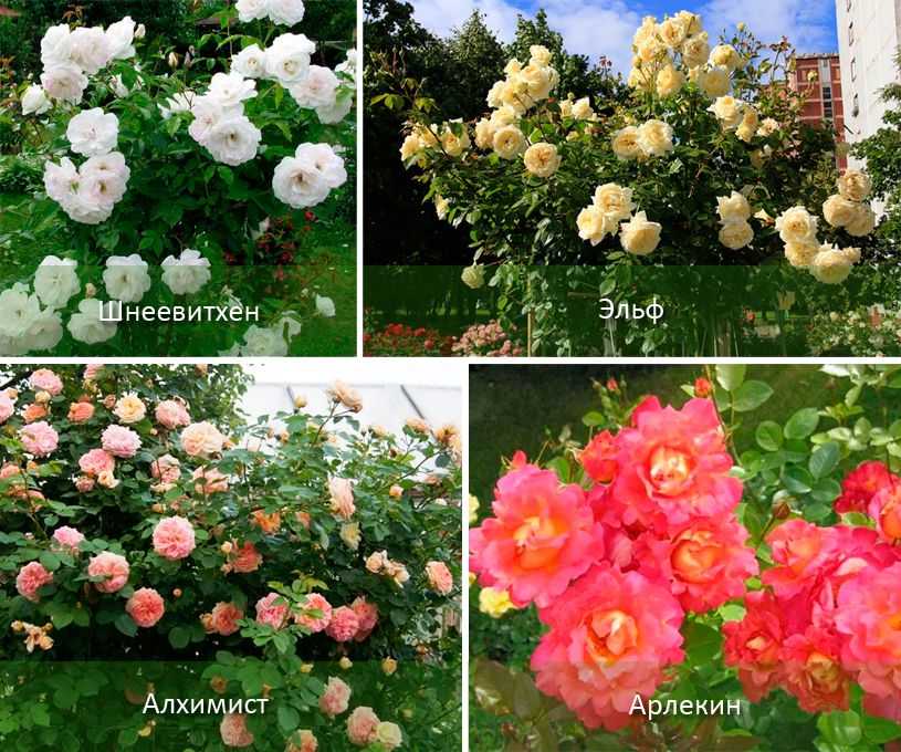 Плетистые розы — описание, характерные черты сорта, группировка растений Список лучших сортов, названия и внешний вид Особенности выращивания в саду