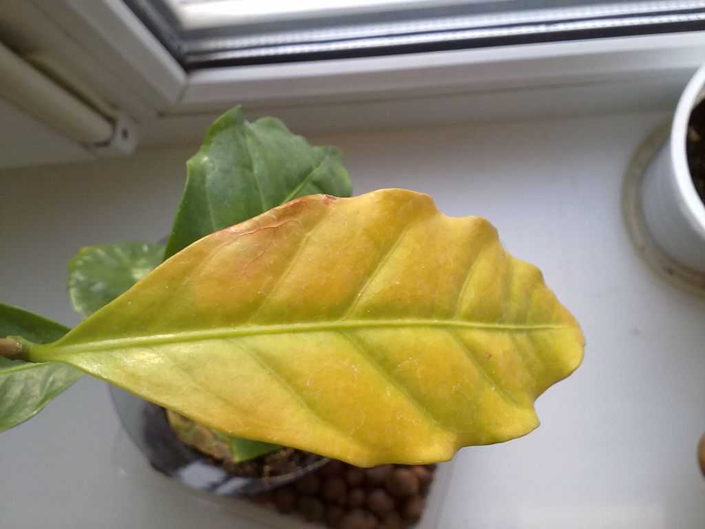 Сохнет папоротник домашний: что делать и почему желтеют кончики листьев в комнатных условиях зимой и осенью, а также все об уходе за растением