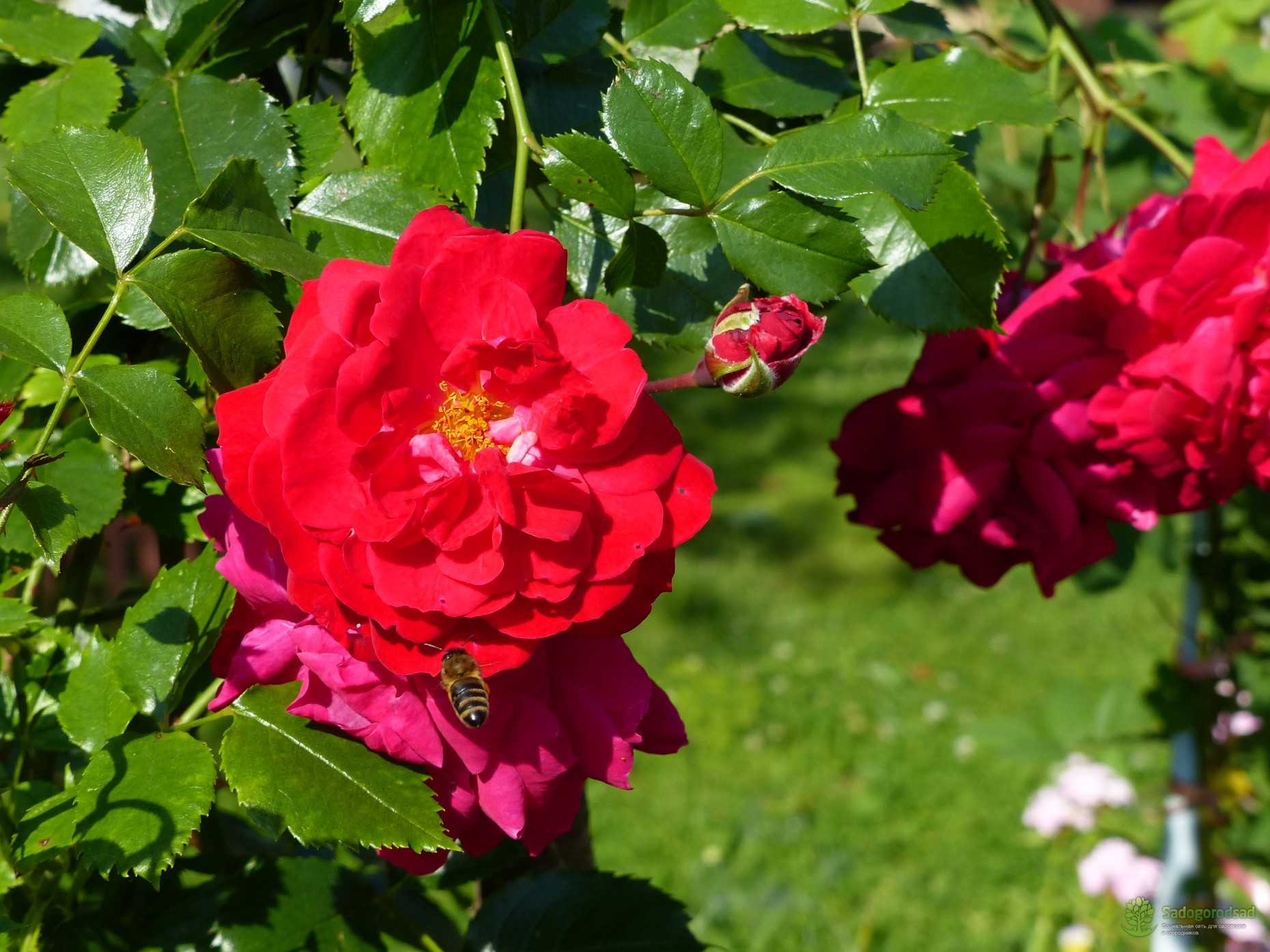 Роза Прейри Джой Prairie Joy — характеристики и описание сорта, история селекции, как выглядит Особенности выращивания канадки, как посадить парковую розу, условия содержания Использование для ландшафтного оформления