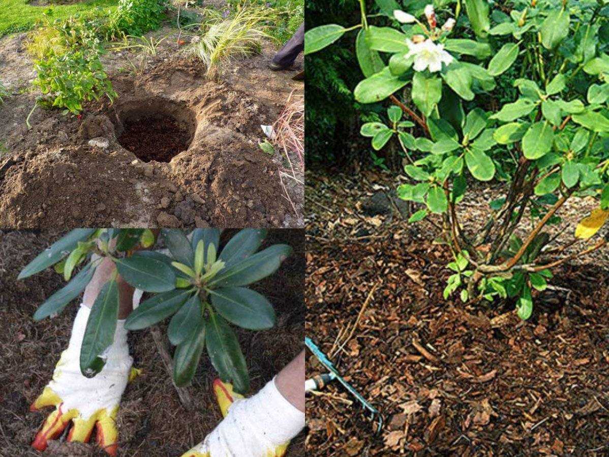 Сроки и правила посадки рододендрона в открытый грунт, уход в последующем