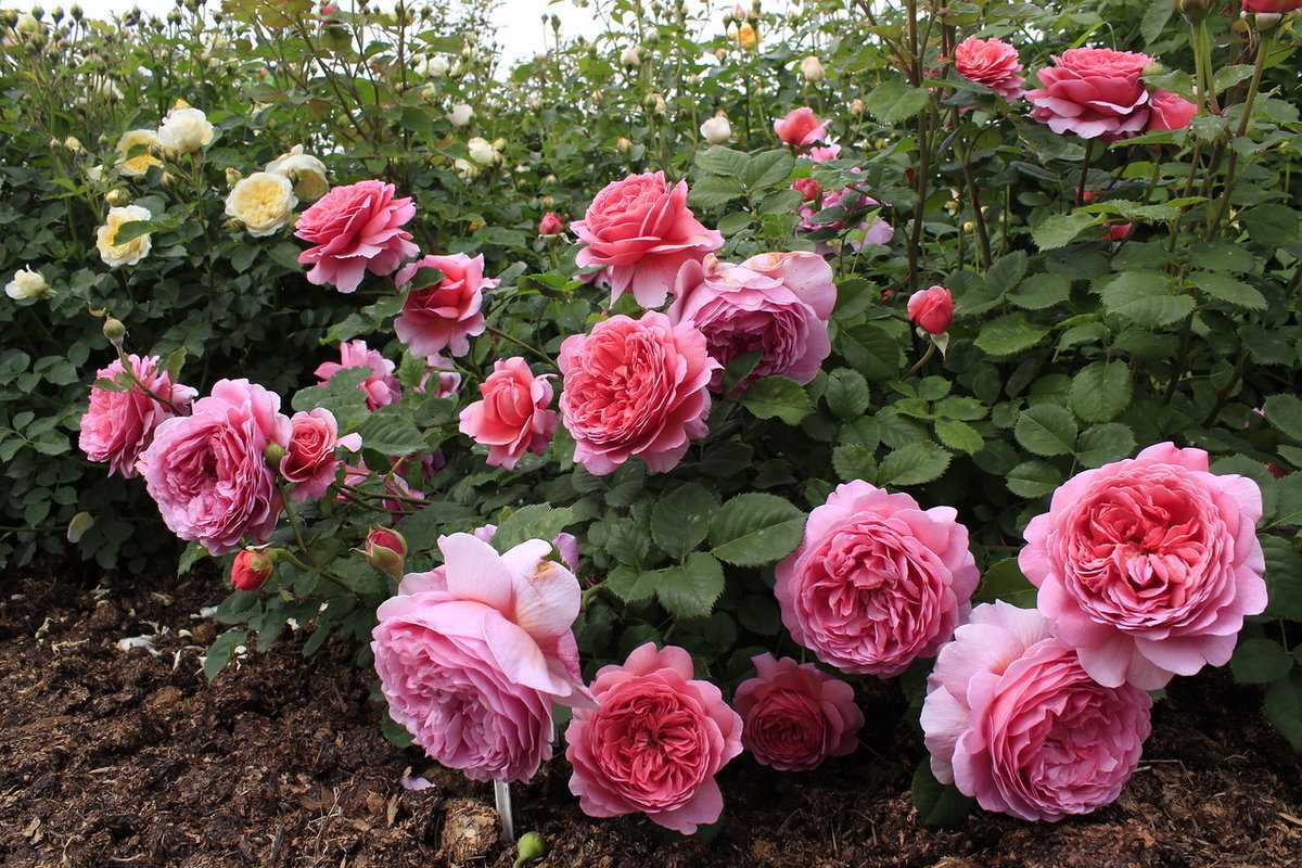 Посадка роз в открытом грунте и уход за ними: советы для новичков