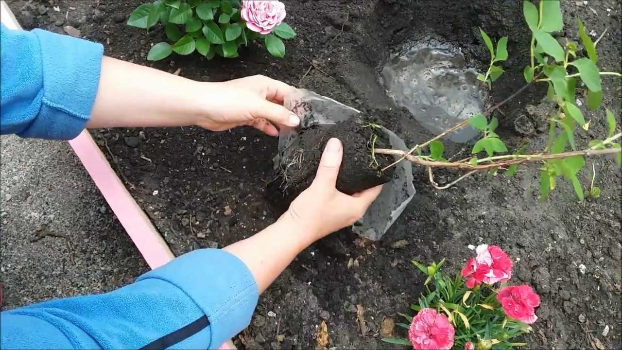 Как посадить и ухаживать за чубушником сноубель в открытом грунте: полив, удобрение