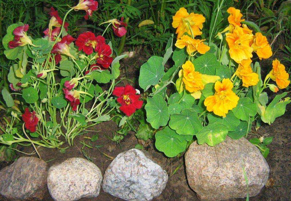 Настурция – сила в красоте. мой сад, огород. копилка дачного опыта.