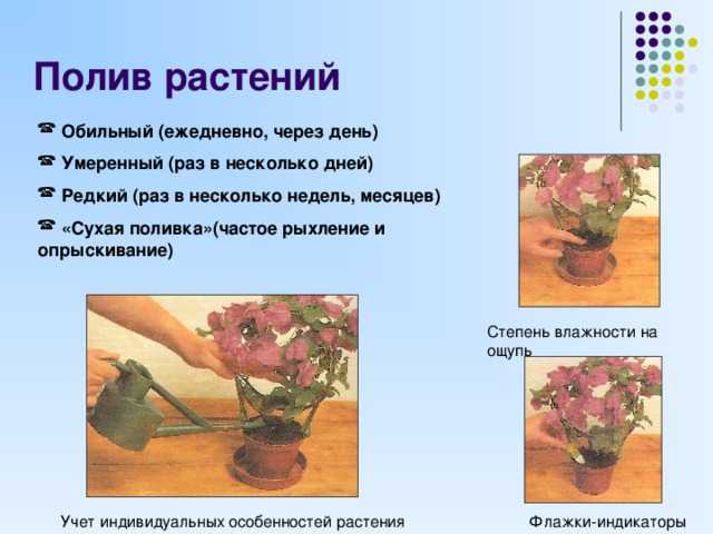 Полив комнатных цветов: подробное руководство | клуб цветоводов