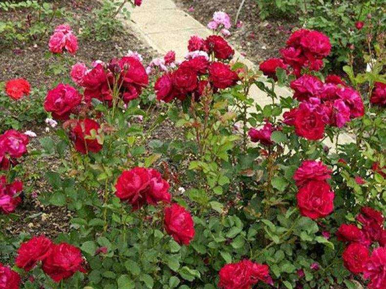 Роза никколо паганини: описание и характеристики сорта, посадка и уход