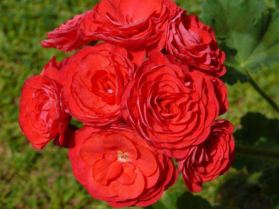 ✅ о пеларгонии pac viva rosita (пак вива розита): описание сорта, выращивание