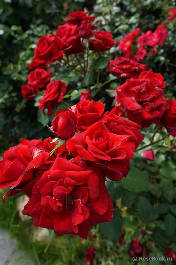 Роза никколо паганини (niccolo paganini): фото и описание, отзывы о сорте