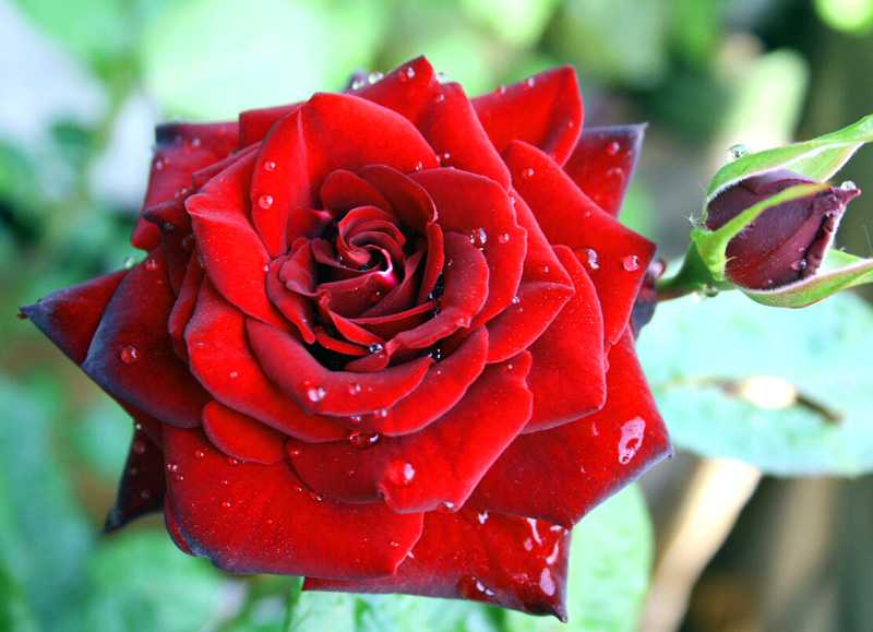 Роза флорибунда посадка и уход, фото и описание сортов, выращивание и размножение, болезни и удобрения