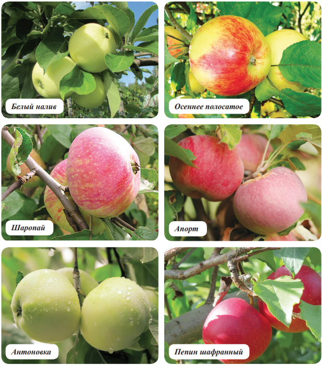 Лучшие сорта яблок: самые вкусные и урожайные