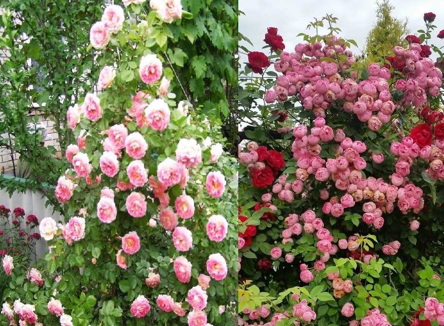 Украшаем участок плетистыми розами: базовые правила посадки и уход для постоянного цветения