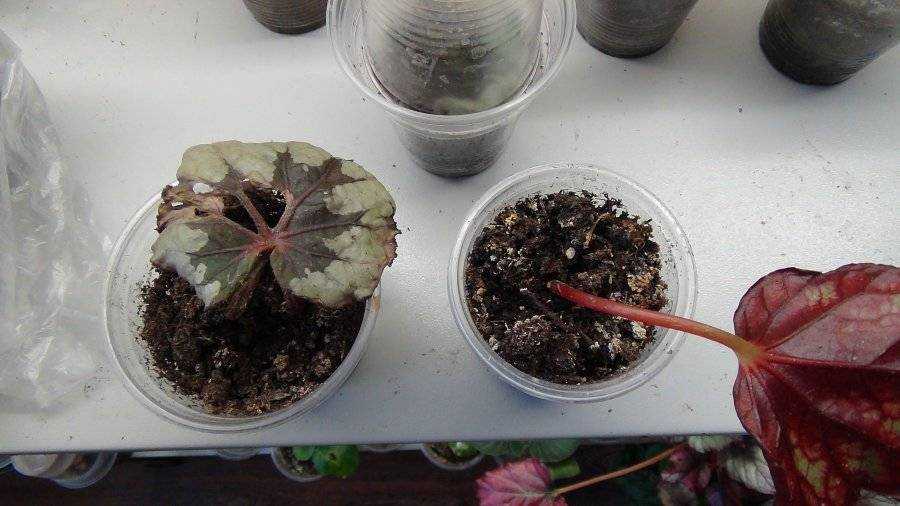 Размножение бегонии листом: пошаговая инструкция по разведению цветка в домашних условиях, как вырастить черенок в воде и другими способами, а также фото